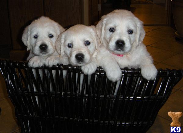 golden retriever puppy posted by Bailey English Creme